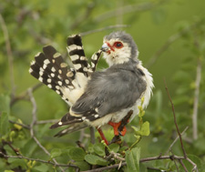 pgimy falcon